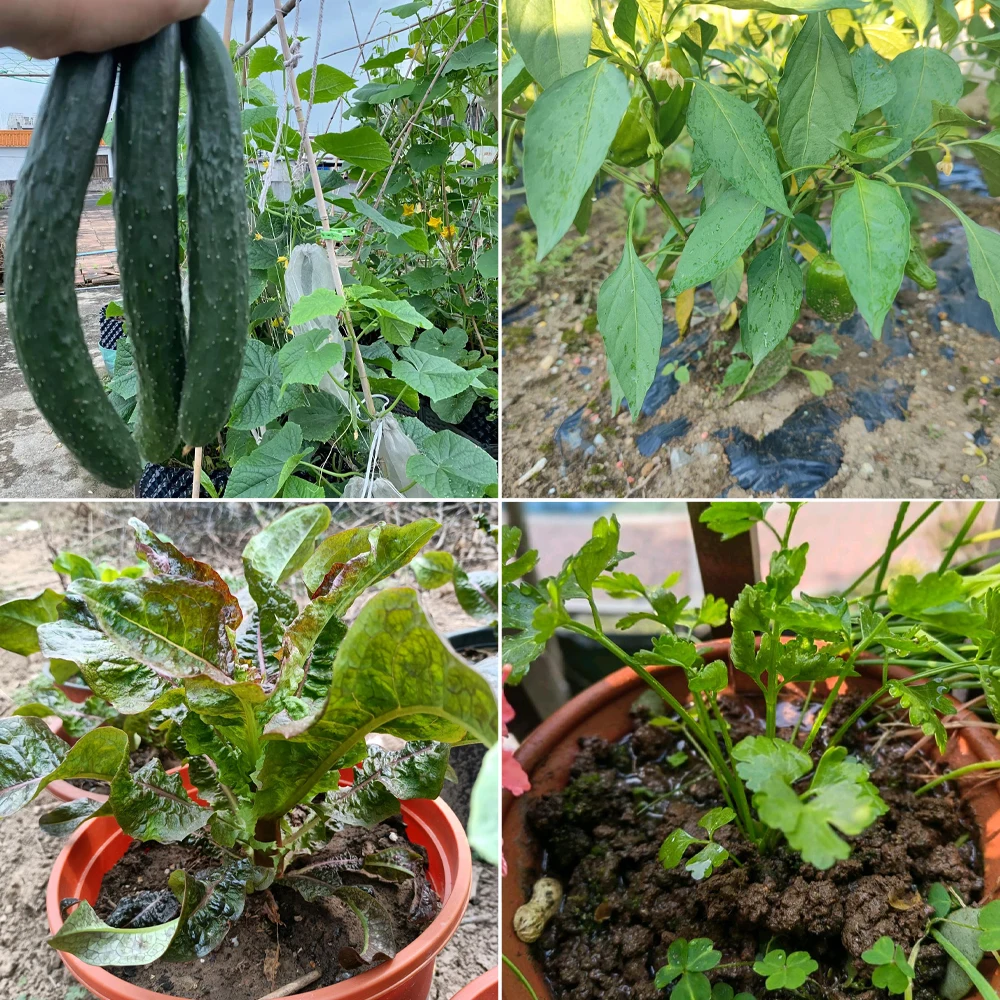 30 جرام Bacillus Subtilis الأسمدة العضوية الميكروبية الأسمدة القابلة للذوبان في الماء تحمي النباتات تنظيم بيئة التربة #4