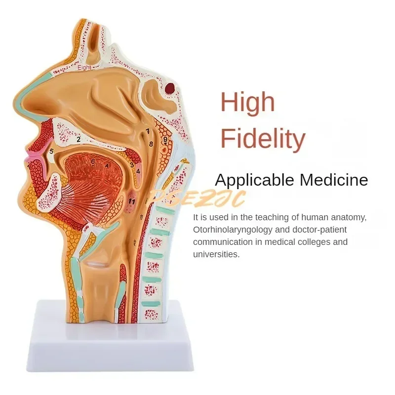 PVC Medical Human Nasal Cavity Anatomy Model for Otolaryngology Teaching  Supplies