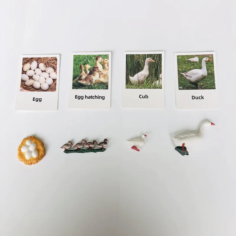 วงจรชีวิตของเป็ดพร้อมการ์ดความรู้ วัสดุการเรียนรู้ภาษาแบบมอนเตสซอรี่ ของเล่นการเรียนรู้ด้านชีววิทยา เกมการศึกษาสำหรับเด็กเล็ก