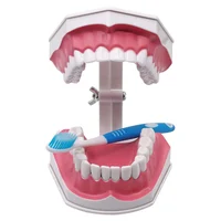 Modelo de dientes gigantes con cepillo de dientes y dientes extraíbles, dientes humanos estándar, enseñanza didáctica, demostración, educación
