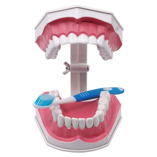 Modelo de dientes gigantes con cepillo de dientes y dientes extraíbles, dientes humanos estándar, enseñanza didáctica, demostración, educación