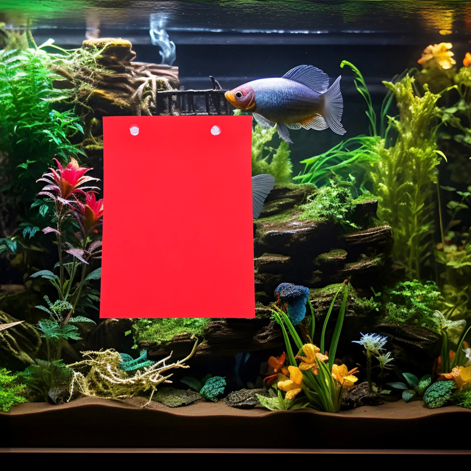 Aquarium Fish Betta - 4 قطع من لوح تكاثر الأسماك