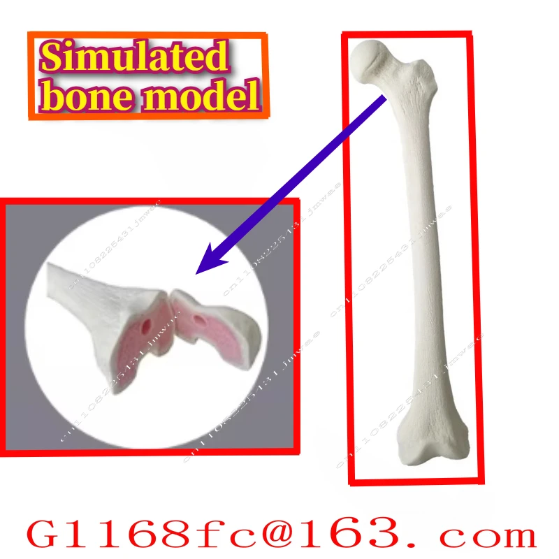 Preoperative practical training exercises on human skeletal models