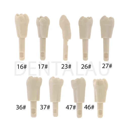 Modelo de diente Dental de 10/32 Uds apto para KaVo modelo básico mecanismo de retención de dientes de alta calidad
