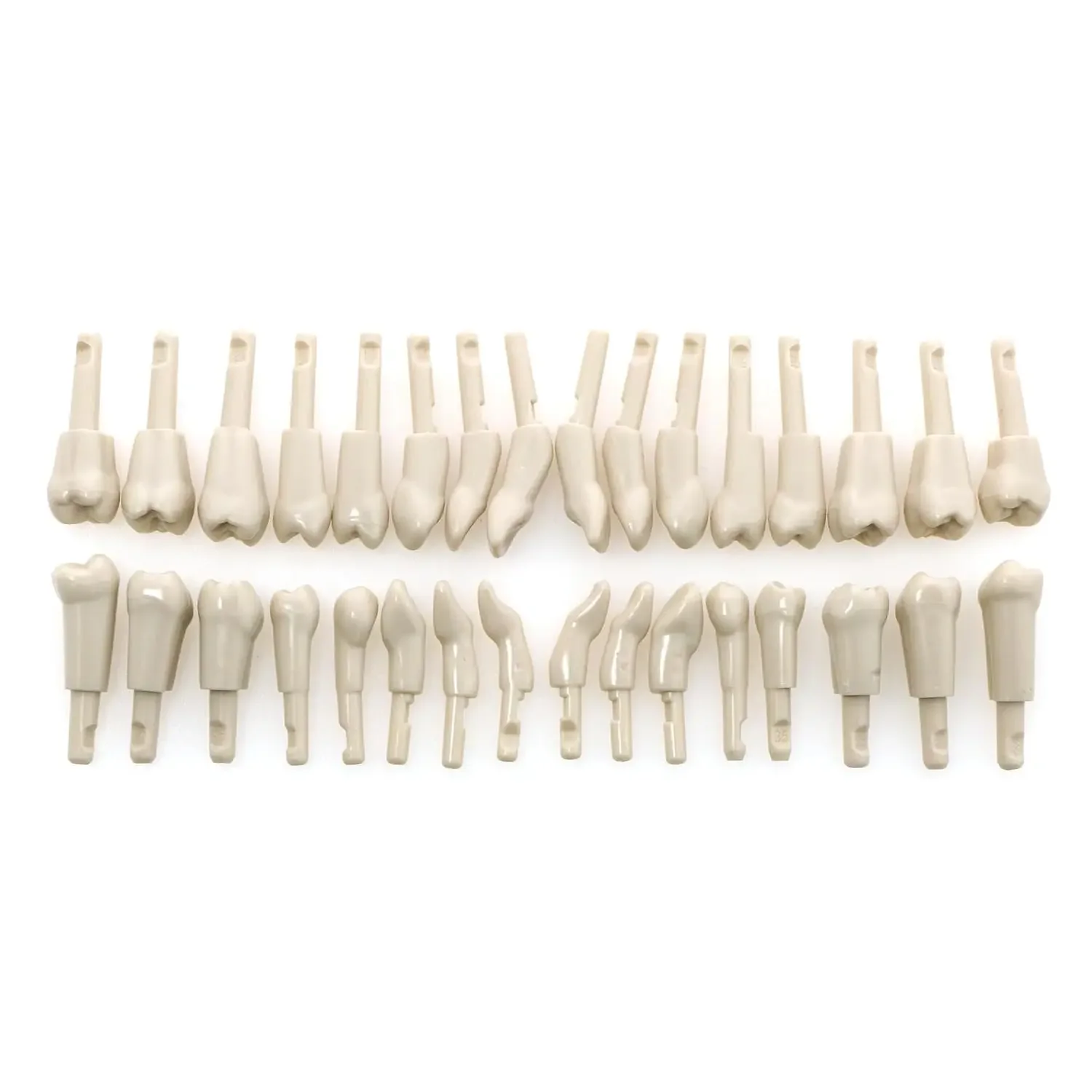 Dental Tooth Model Removable  Compatible With KaVo Basic Teeth teeth Retention Mechanism Practice and Teaching