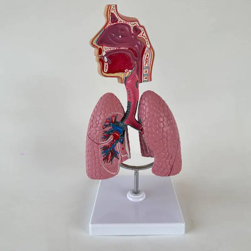 Human Respiratory System Nasopharynx Lung Bronchial Hospital Department Desktop Display Teaching Mould