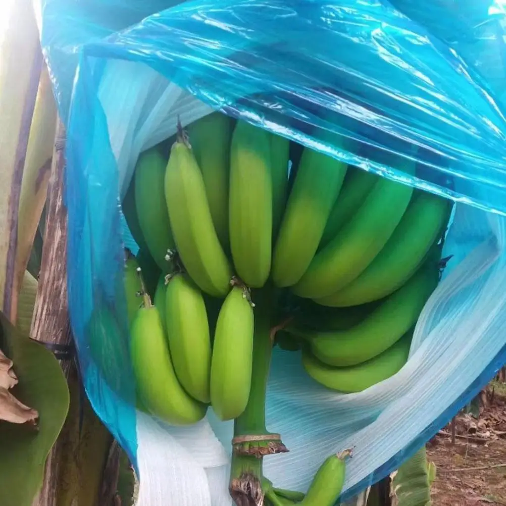 5 Buah Tas Robek Pisang Penutup Pelindung Buah Dapat Digunakan Kembali Tas Tumbuh Anti Beku Tahan Hujan Aksesori Berkebun Warna