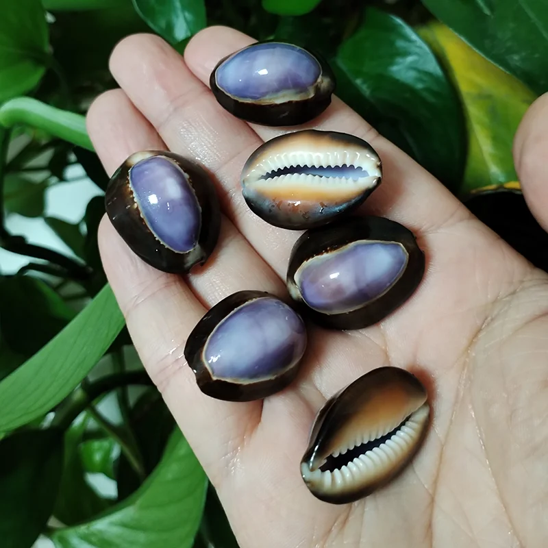 10 Pcs Purple Top Cowrie Shells Natural Purple Caput Seashell Conch Jewelry Pendant Charms Beach DIY Home Decoration Fish Tank