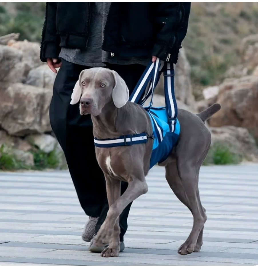 Elderly dog assisted walking with weak hind legs, pulling the harness upstairs to assist with artifact