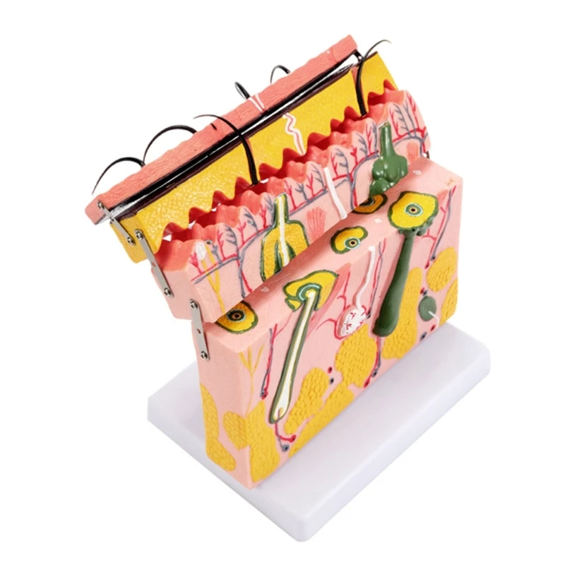 70X vergroot huidanatomisch model Huidmodel met haar voor lesweergave