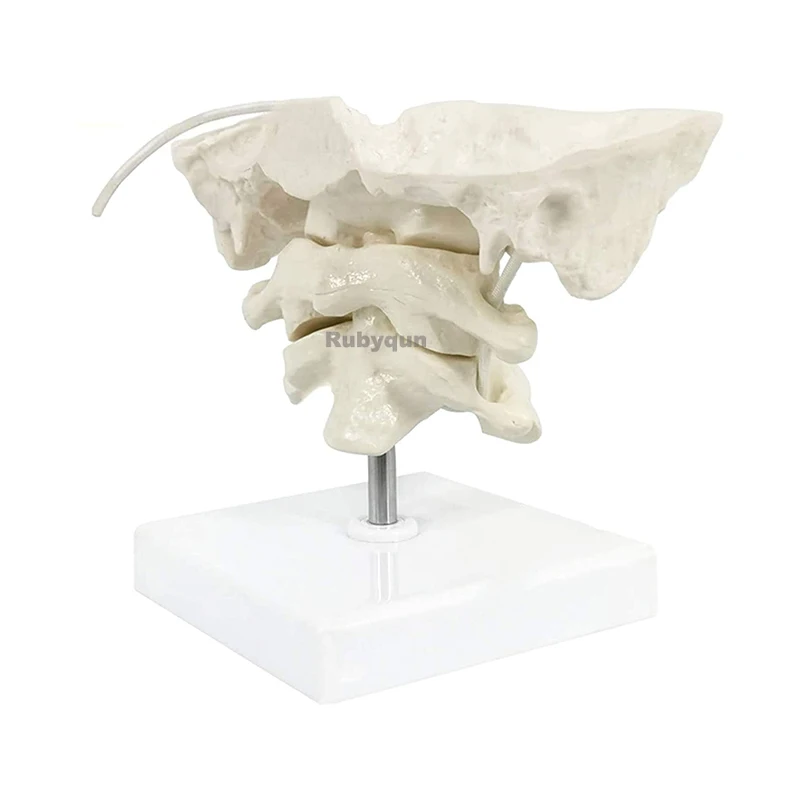 

Модель шейного отдела позвоночника человека с 1,5-кратным увеличением, модель окципитальной кости, медицинские учебные пособия и инструменты для обучения