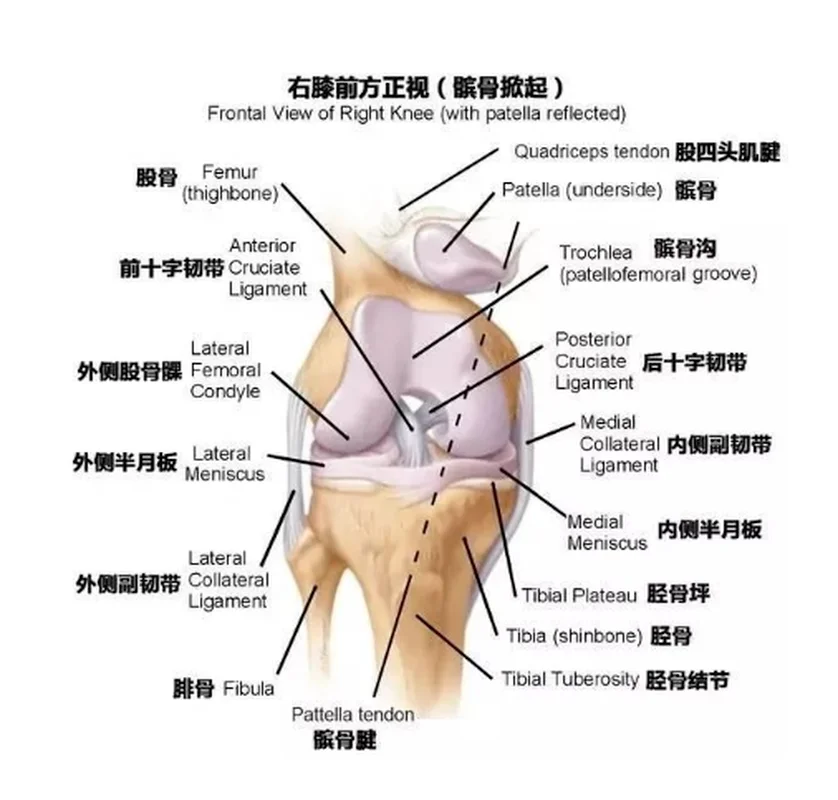 Removable Human knee joint anatomical anatomy models curved simulation skin muscle kneecap meniscus ligament skeleton model