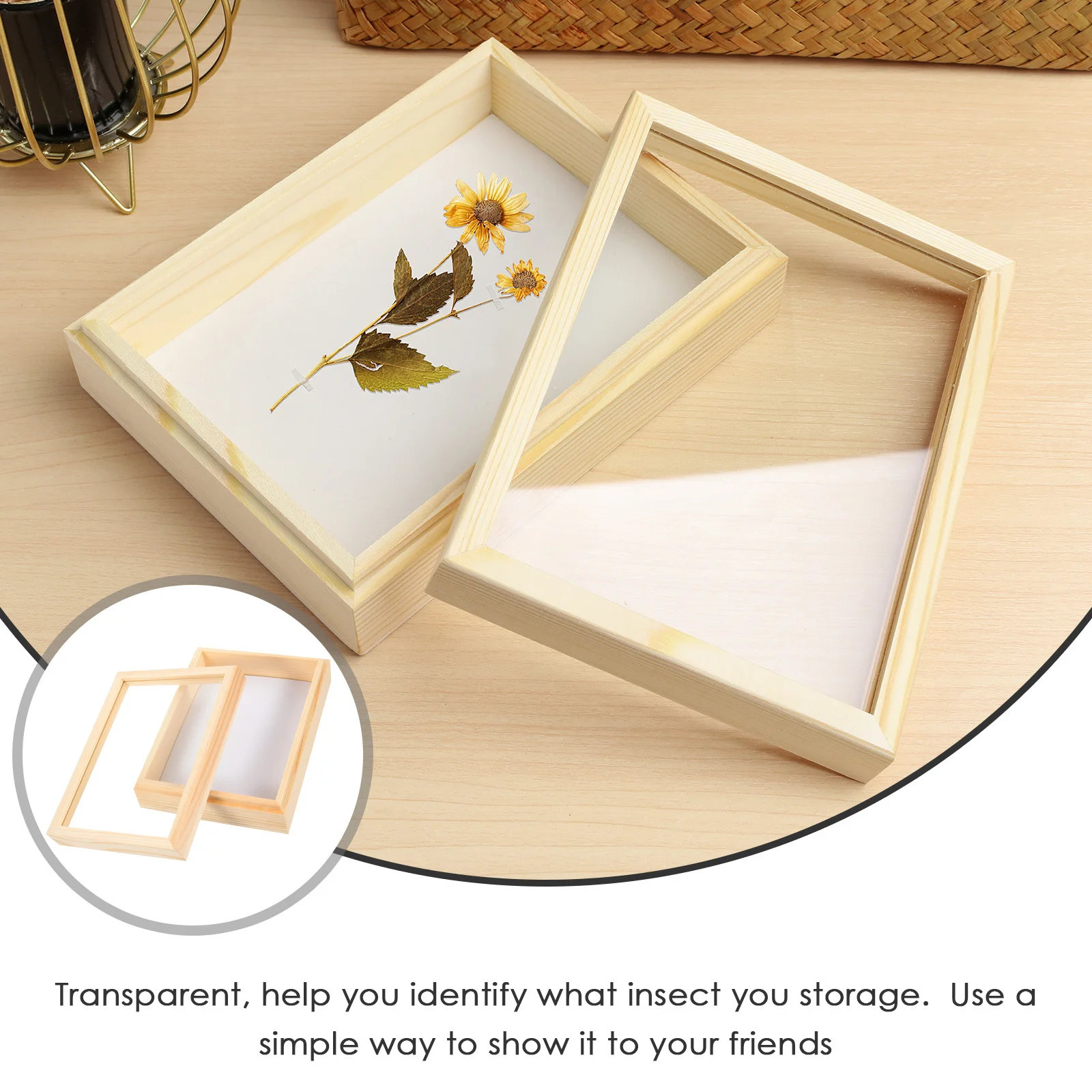 

Biological Experiment Insect Display Box Specimen Box Insect Display Cage Bamboo Storage Tool For Education Collection