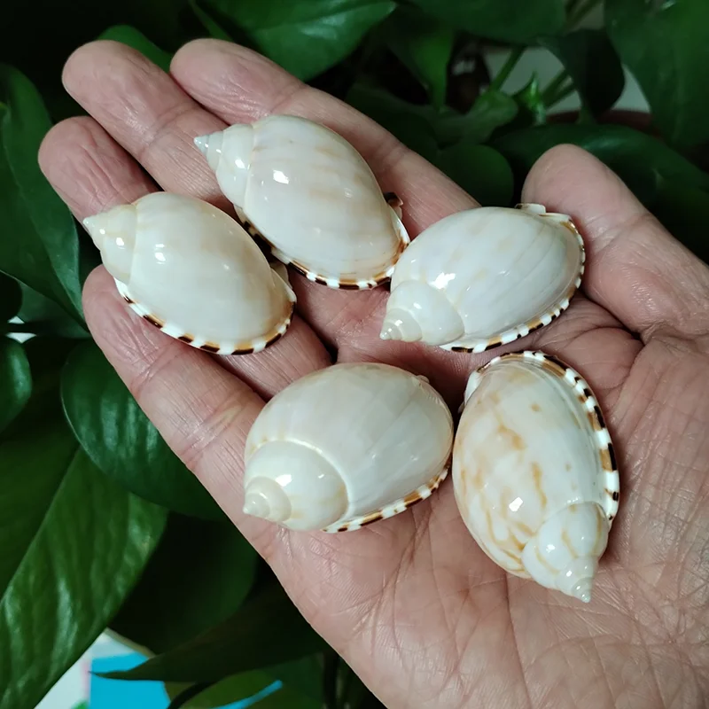 5 PCS Natural Casmaria Erinaceus Sea Shells Pretty Egg Shape Shell For Beach Decoration Collection Specimen Fish Tank Supplies