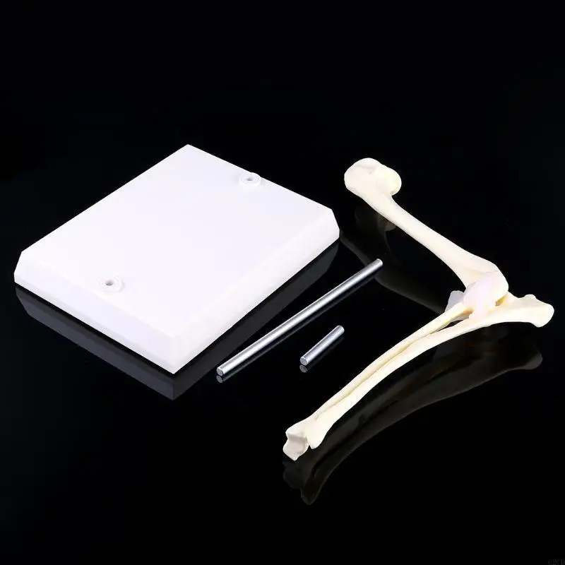 

Dog Canine Elbow Joint Model Veterinary Teaching Research Animal Display Gifts Drop Shipping