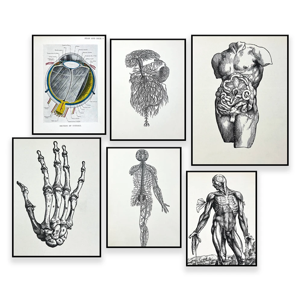 Vintage Anatomy Prints • Skull and Eye Anatomy Poster  • Brain Anatomy Poster •  Medical Muscle Art •Medical Print