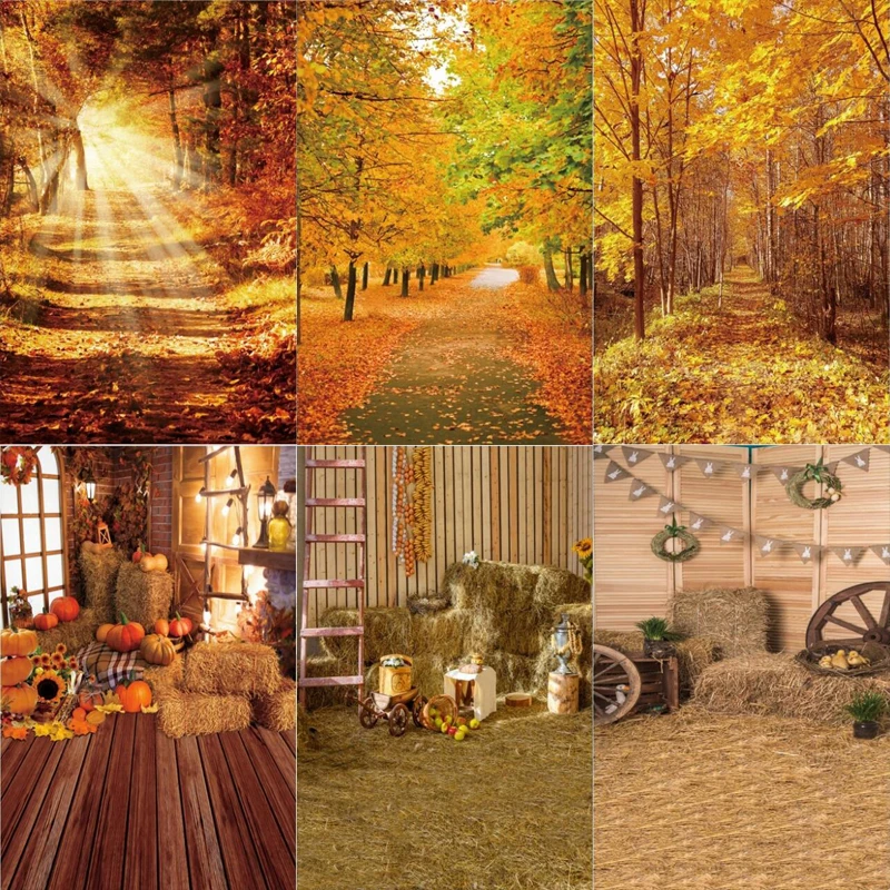 Autumn Maple Forest…