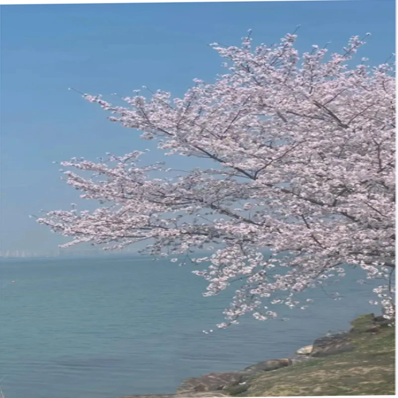 

AR6200 DSM2 Specktrum 2.4GHz 6 Channel Receiver W Satellites for DX6i DX7 DX8 DX9 JR DSX6 DESX9 Radio RC Airplane Helicopters