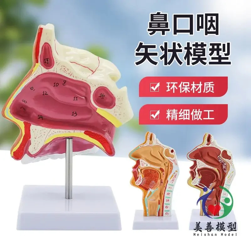 A Human Nasal Cavity, Nose Anatomy Model, Pharynx, Oronasal Sagittal Anatomy Model, Otolaryngology Facial Features Teaching Mode