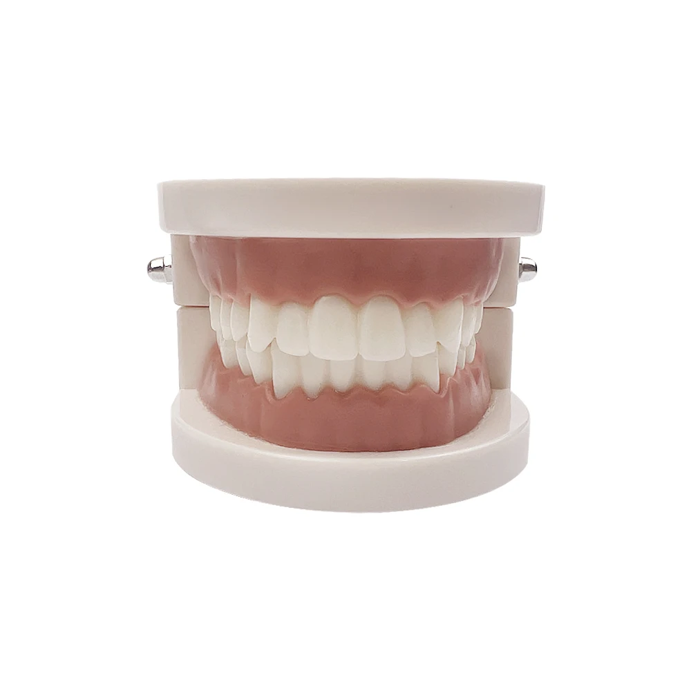 1 Piece 28-Teeth Standard Dental Model Typodont Dental Teaching Model Suitable For Dentist Teaching Display Education Study