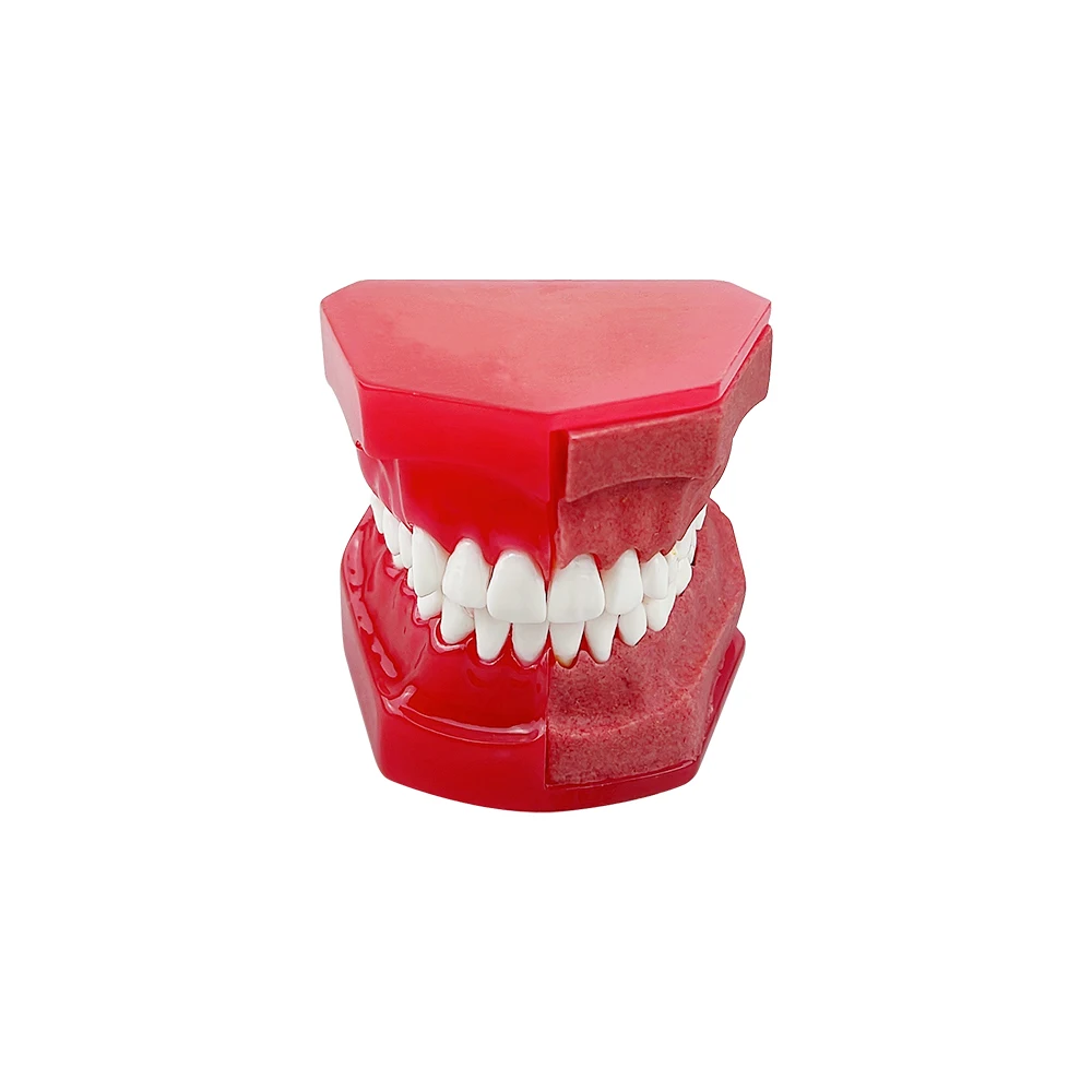 Dental Tooth Model Children Primary Permanent Teeth Alternate Deciduous Resin Teeth Model For Studying Teaching Communication