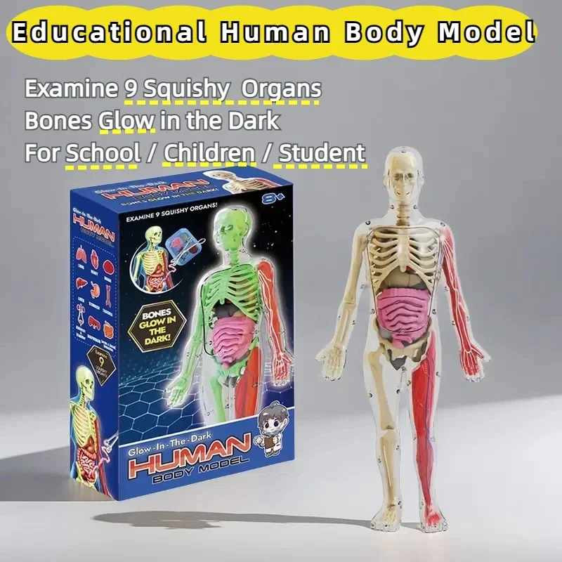 4D Human Body Model for Kids,Skeleton Science Model That Glows in The Dark,30 Pieces Anatomy Model,Interactive Educational Toys