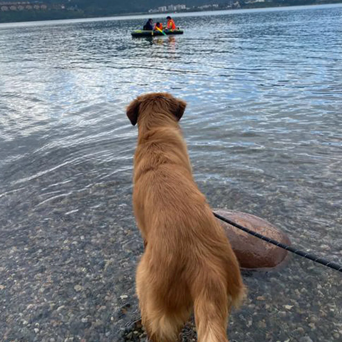 

Dog Bark Collar, Anti Bark Collar for Small Medium Large Dogs, Automatic Anti Barking Device for Dog, Dog Training Collar