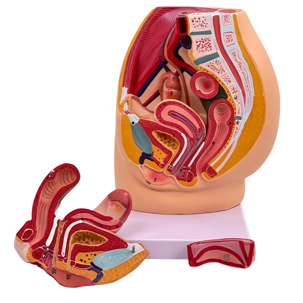 Medical Life Size Female Pelvic Sagittal Section 3 Parts Teaching Model of Reproductive Organ System
