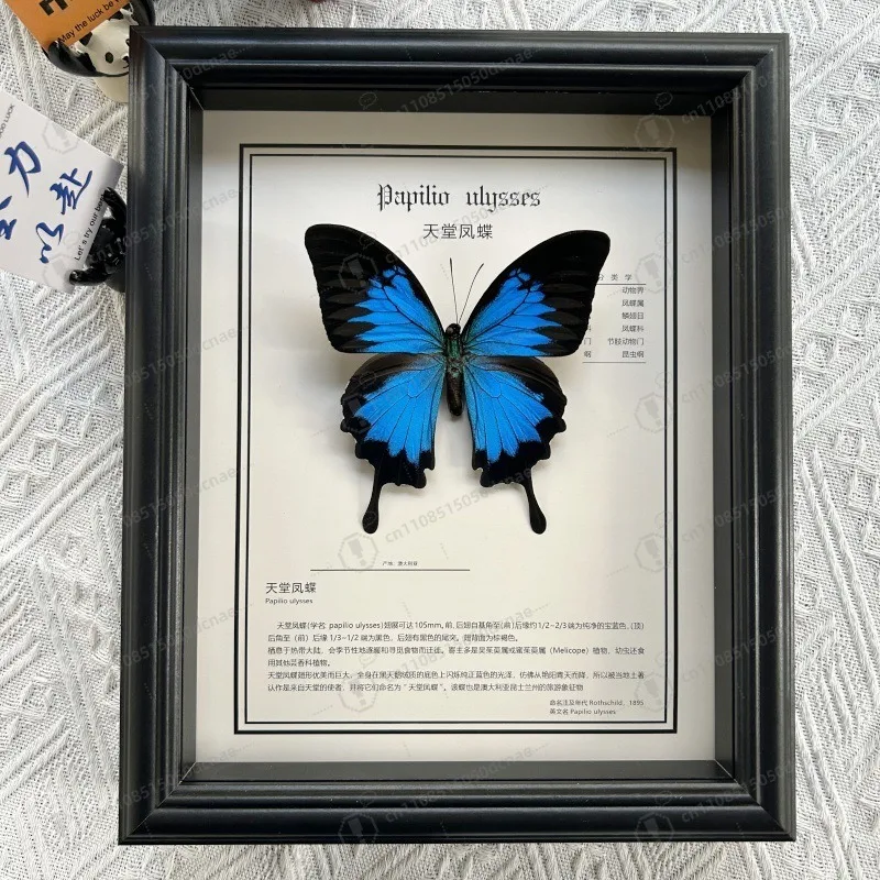 

Настоящий образец бабочки в рамке-витрине - 3D-рамка ручной работы, уникальное настенное украшение и запоминающийся подарок на день рождения для коллекционера