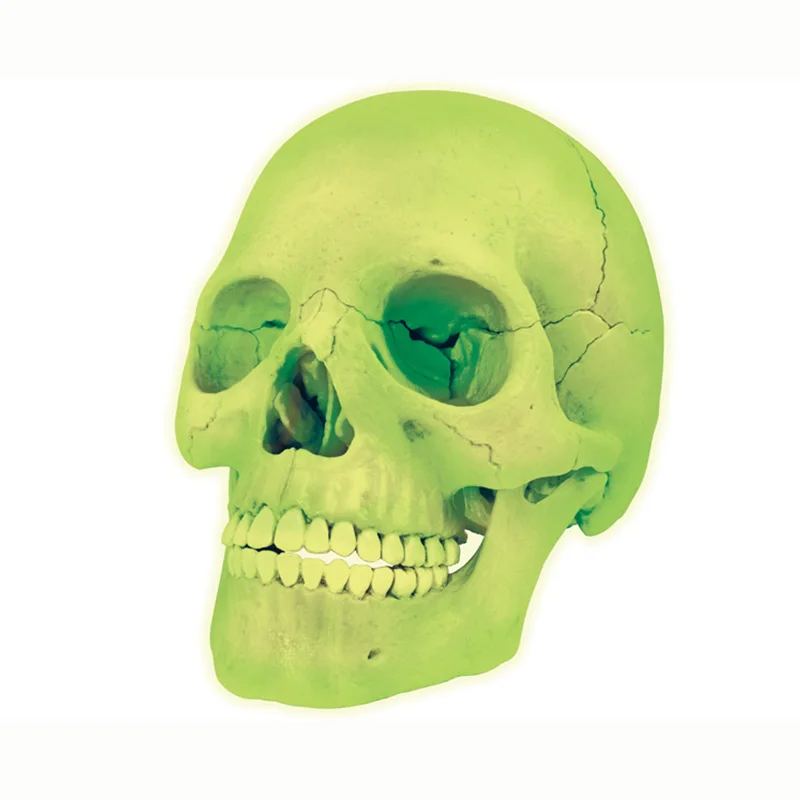 4D Master Human Glo… - image