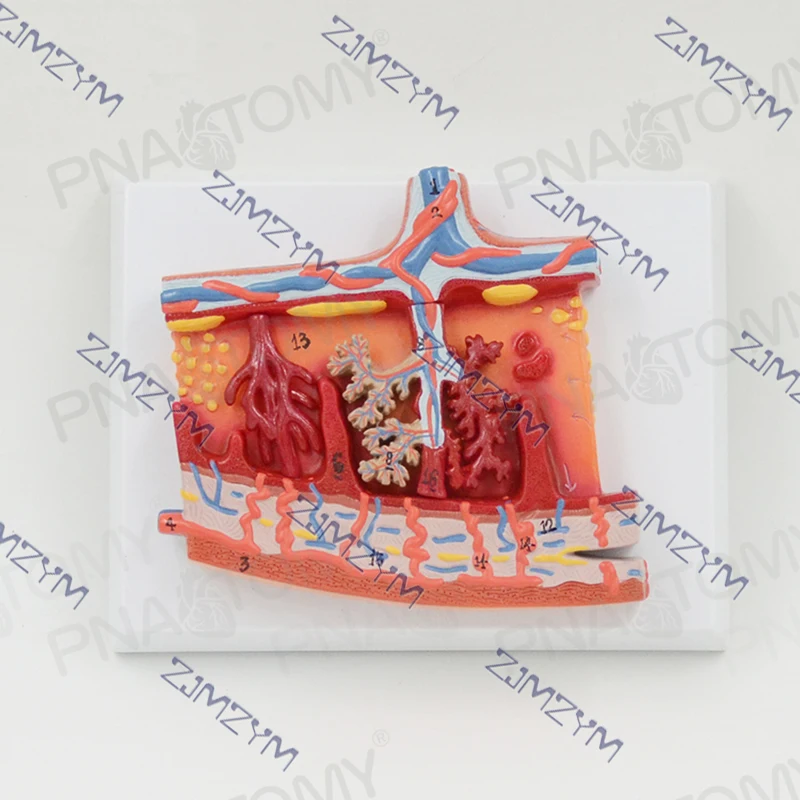 

Human Placental Tissue Anatomy Model Medical Science Teaching Resources Obstetrics And Gynecology Reproductive System Specimens