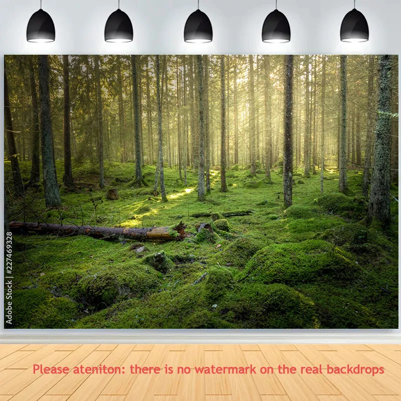 Fondo de fotografía de coníferas tropicales, bosque misterioso, musgo, árboles caídos, utilería de naturaleza antigua, paisaje, tema, ZL-12