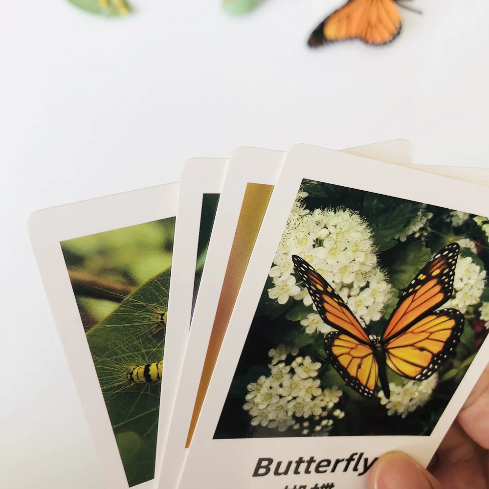 Ciclo de vida da borboleta jogo de ciclo de crescimento com cartões cognitivos montessori brinquedos educativos materiais de biologia ferramentas de aprendizagem precoce