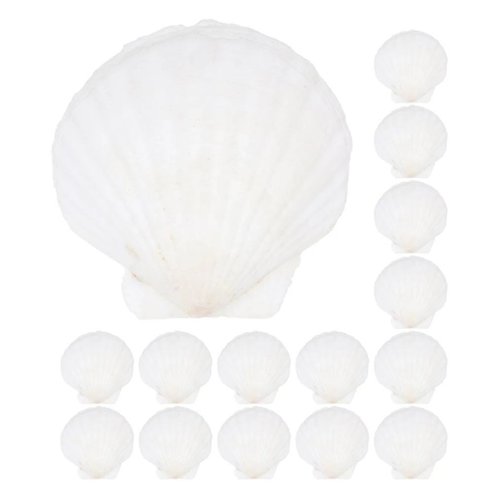 

40pcs Decoration Home Aquarium Desktop Ornaments Natural Beauty Creative DIY Ocean Party Shells Crafting