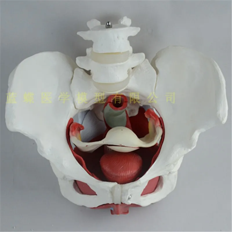 Female pelvis and pelvic floor muscle model detachable uterus model pelvic model childbirth teaching model