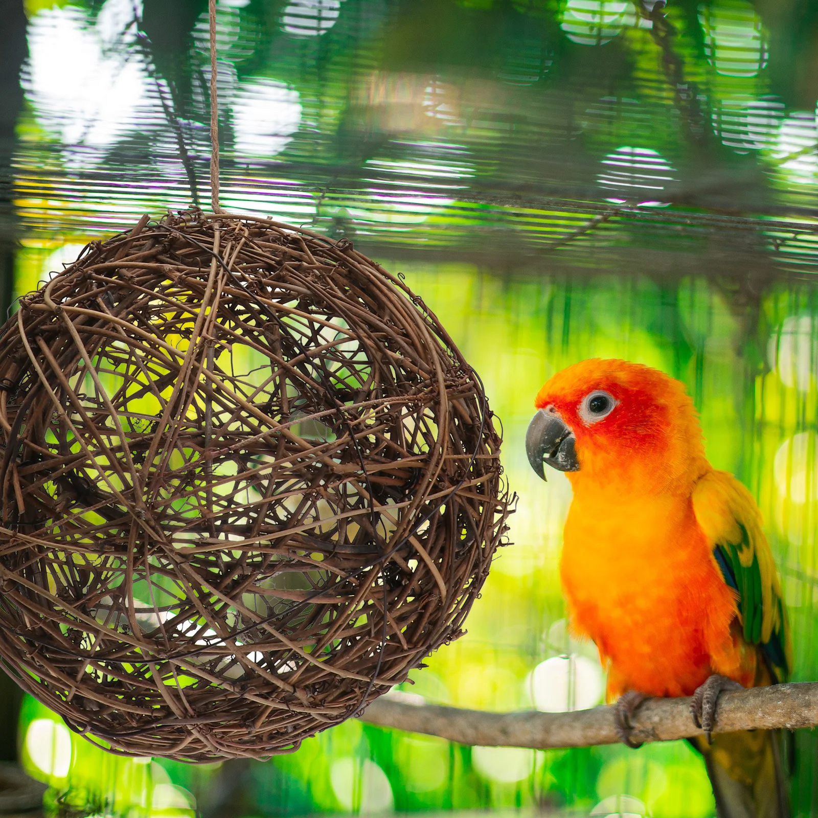 

1Pcs Bird Nesting Material Exquisite Rattan Ball Nest Outdoor Hanging Hummingbird Nesting House for Wild Birds DIY Feeder