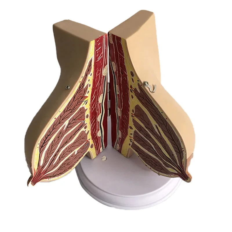 Breast Lesion Model Human Female Quiescent Breast Anatomy Model Environmentally Friendly Medical Teaching Display Model