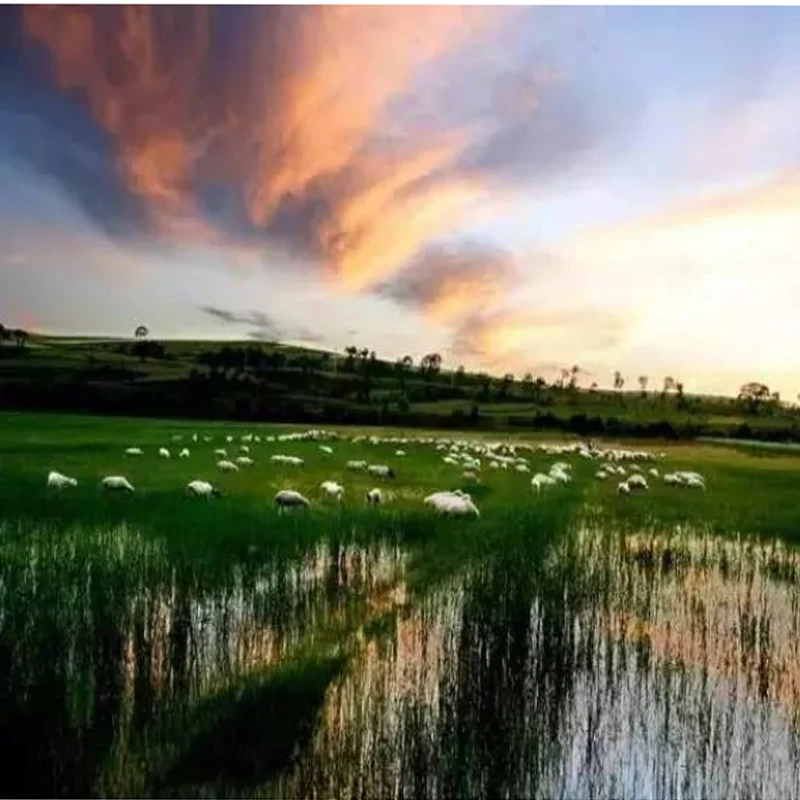 Dys Samguk série Wei 2207 2300kv 2600kv 3-4s/1750kv 4-6s moteur sans balais pour modèle RC pièce de rechange Multi Copter