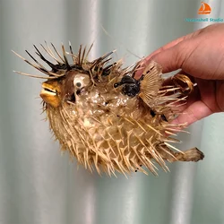 Huge Puffer Porcupine Real Blowfish Air Drum Fish Porpoise Specimen Diodon nicthemerus Big Pendant Shells Decor Collection