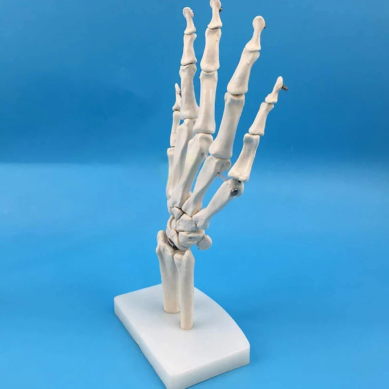 Modello di articolazione della mano Modello di anatomia della mano umana Modello di scheletro anatomico dell\'articolazione della mano Decorazione