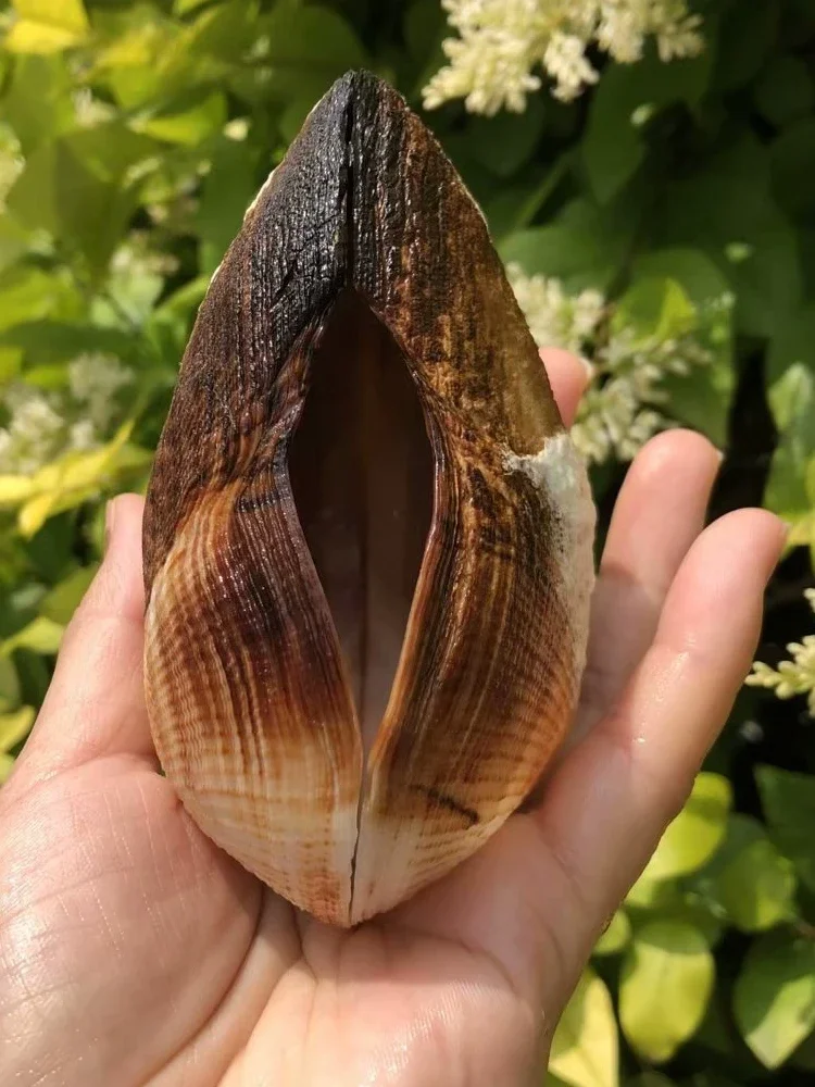 Shell Natural Black Conch Specimen Snail Double-sided Clam Fish Tank Aquascape