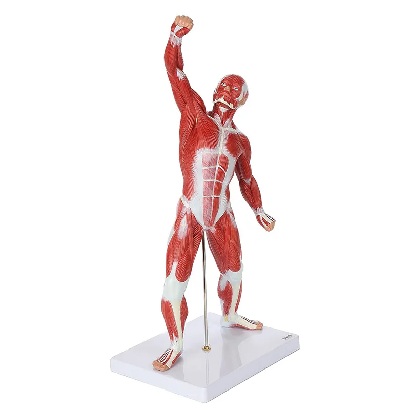 

Miniature Muscular System Model Human Muscles Anatomy Model Displaying Superficial Muscle Anatomy and Structure of The Body