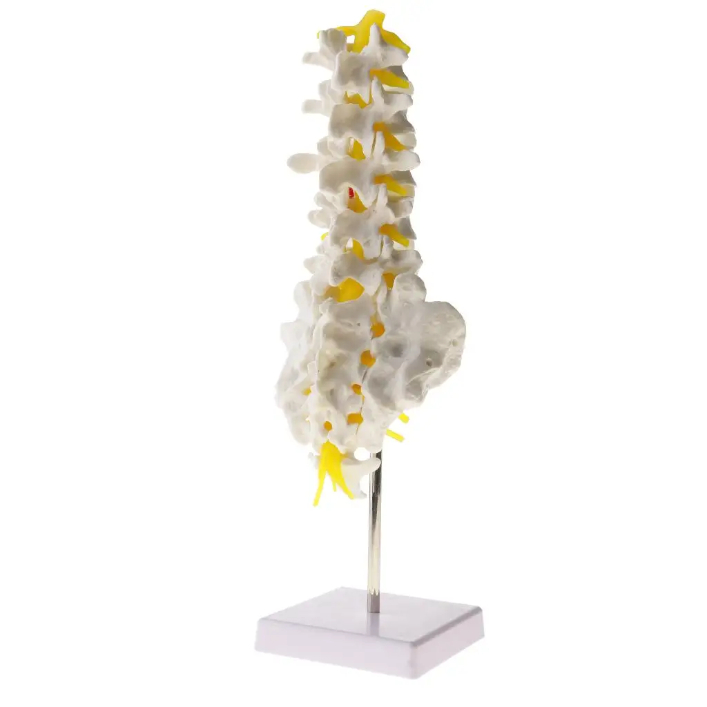 1:1 Human Spine  Vertebrae W/Sacrum Coccyx Skeleton Model Kits