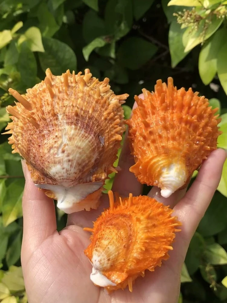 Spondylus candidus,Natural Shell & Conch, Sea Anemone Clam, Fan Shell, Spiny Clam, Aquarium Scaping, Home Artwork Ornament