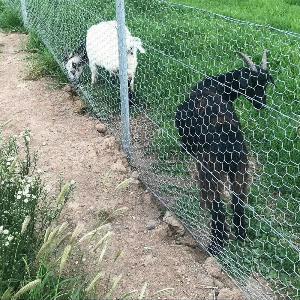 Rouleau de 25M de fil de poulet soudé, barrière de clôture pour animaux, filet de clôture de jardin solide