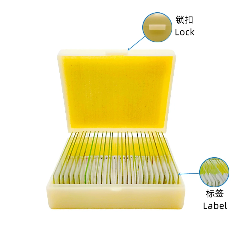 20Pcs Protozoa and Algae Microscope Education Prepared Slides Set