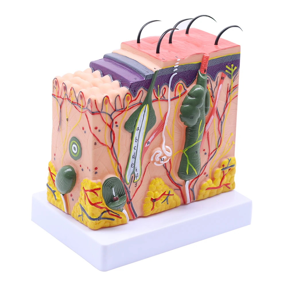 50x magnification anatomy of human skin tissue structure