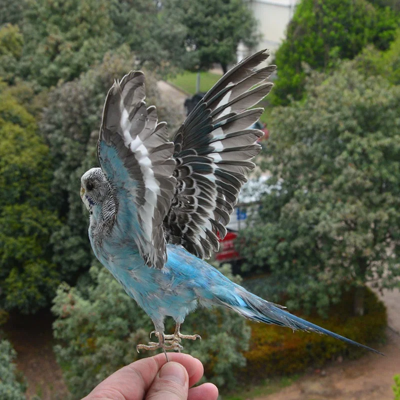 

Taxidermy stuffing Eurasian Blue colour Melopsittacus undulatus / Budgerigar Budgie Parrot specimen Teaching / Decoration/Wait