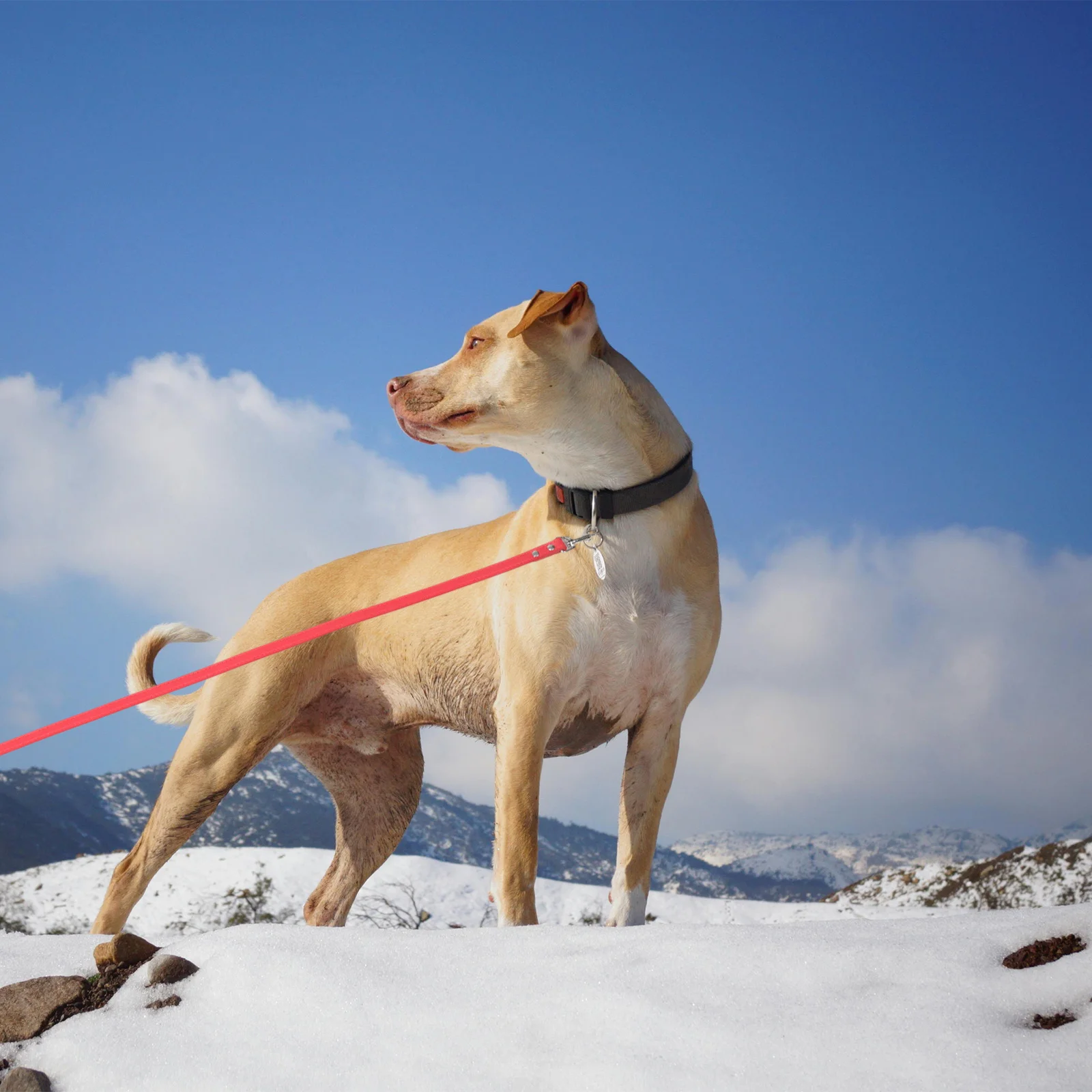 

Rhinestone Studded Pu Pet Walking Lead For Small Dogs Training Hiking Jogging Running Camping Outdoor Activities