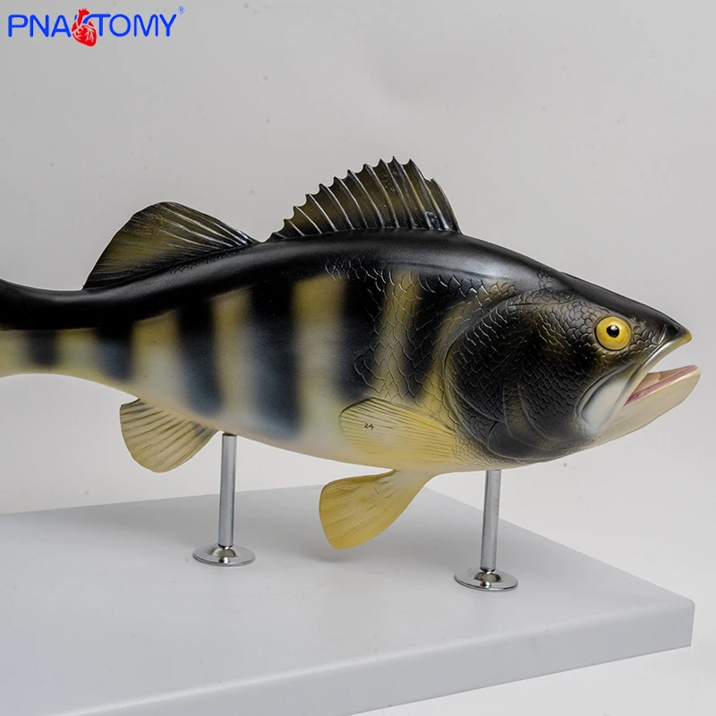 Natural Large Perch Model Simulation Internal Organ Anatomy Model Biological Teaching Experiment Aquaculture Teaching Aids